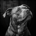Black and white portrait of a dog with a dark background
