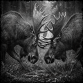Two moose facing each other in a forest setting