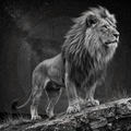 Black and white lion standing on a rock with a starry night sky background