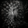 Black and white image of a peacock with detailed feathers.