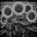 Black and white illustration of sunflowers with rustic elements.