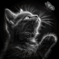 Cat, Catch Me If You Can
