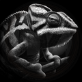 Chameleon, Camouflage Stare