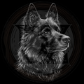 Dog, Belgian Shepherd 2