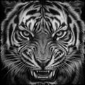 Close-up of a tiger's face with detailed stripes and white fur.
