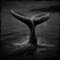 Whale tail emerging from water with boats in the distance