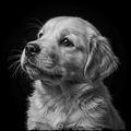 Black and white portrait of a dog on a black background