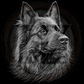 Dog, Belgian Shepherd 3