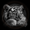 Tiger 3