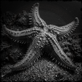 Black and white starfish on a dark seabed