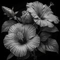 Black and white illustration of hibiscus flowers and leaves on a transparent background