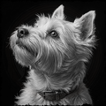 Black and white portrait of a dog with a dark background