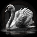 Black and white swan on water