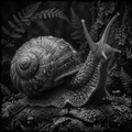 Insect, The Slow and the Slimy