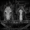 Two horses peering over a wooden fence in a stable.