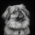Black and white portrait of a dog with a dark background