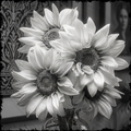 Black and white photo of sunflowers in a vase.