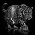 Leopard walking on a reflective surface with a forest background