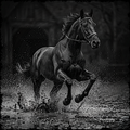 Black and white horse running through water with a dark background