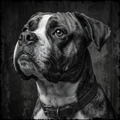 Black and white photo of a dog wearing a collar against a dark background
