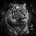 Black and white photo of a tiger in a natural setting