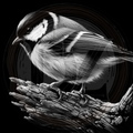 Bird, Great Tit