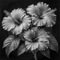 Black and white illustration of three hibiscus flowers with detailed leaves on a dark background