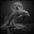 Dolphin, Night-Splash
