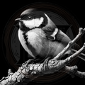 Bird, Great Tit 1
