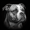 Black and white portrait of a dog with a dark background