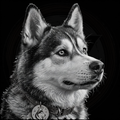 Black and white portrait of a husky dog with a 'Aiko' tag on a black background