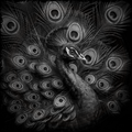 Black and white image of a peacock with its feathers spread out.