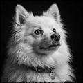 Black and white photo of a dog with a collar and tag on a dark background
