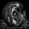 Black and white image of a penguin with its chick on a dark background