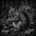 Squirrel, Busy Body