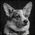 Black and white portrait of a dog with a collar on a dark background