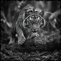 Black and white photo of a tiger on a log in a forest setting