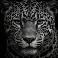 Leopard, Shadow Majesty