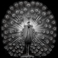 Black and white image of a peacock with its feathers spread out