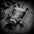 Cat lying on a wooden floor with a small object nearby