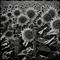 Black and white image of sunflowers with a textured patterned border.