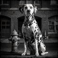 Dalmatian dog sitting next to a fire hydrant in front of a brick building.