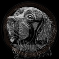 Dog, Boykin Spaniel