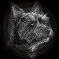 Dog, Cairn Terrier