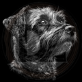Dog, Chesapeake Bay Terrier