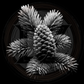 Cone, Evergreen Queen