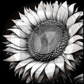 Flower, Morning’s Crown