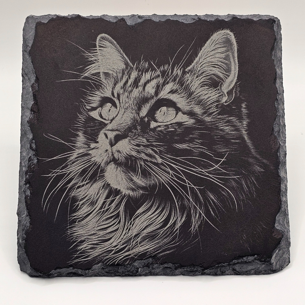 Cat, Midnight Whiskers