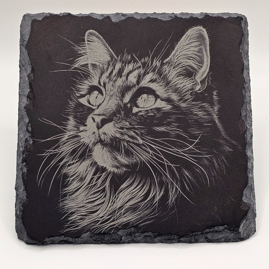 Cat, Midnight Whiskers