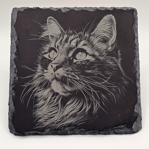 Cat, Midnight Whiskers